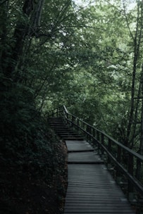 brown wooden bridge in the forest