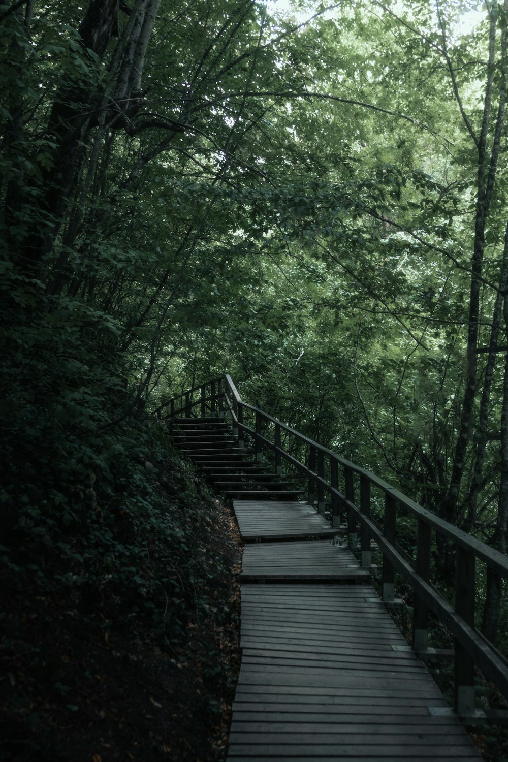 森の中の茶色の木の橋
