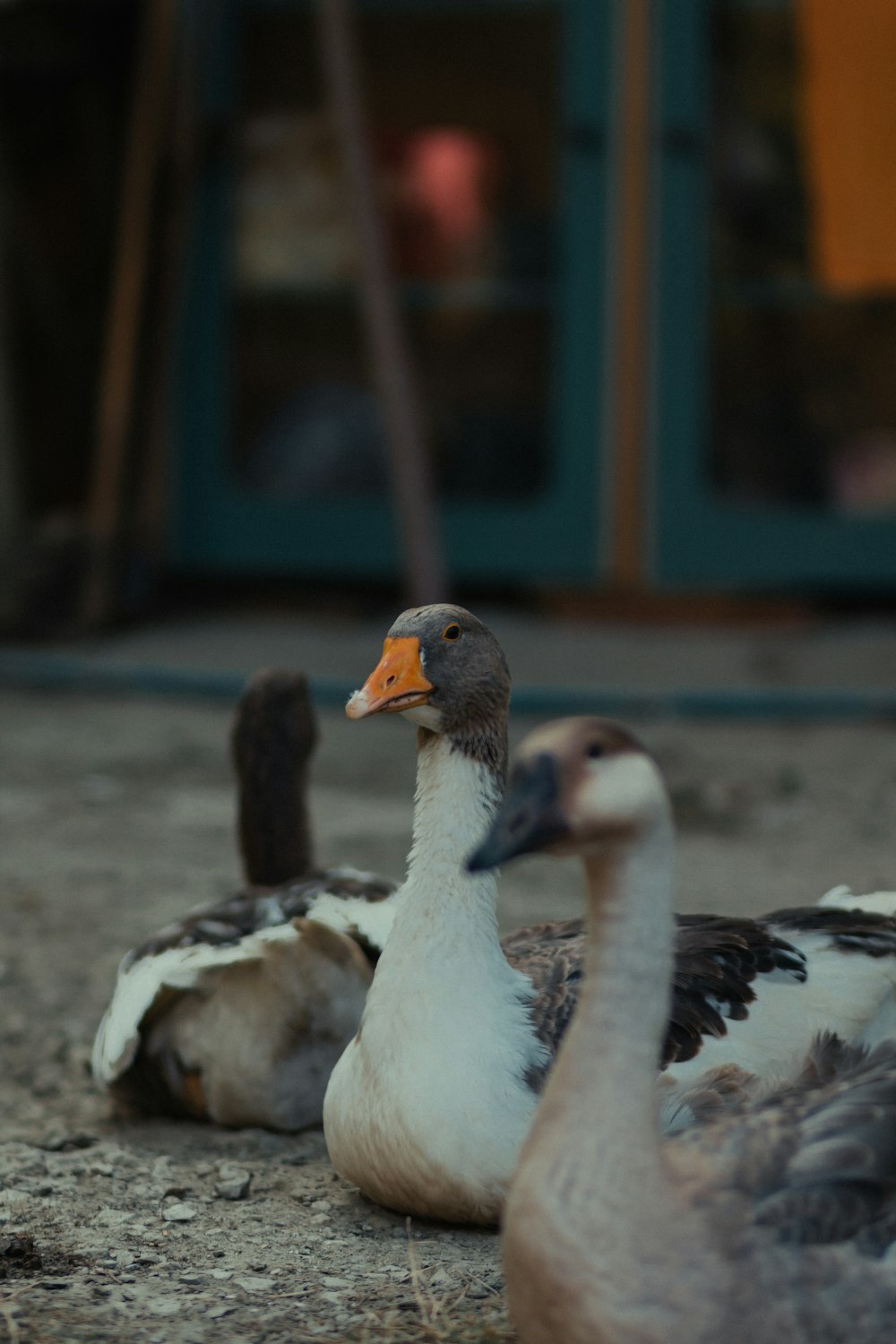 white and black duck on black concrete floor