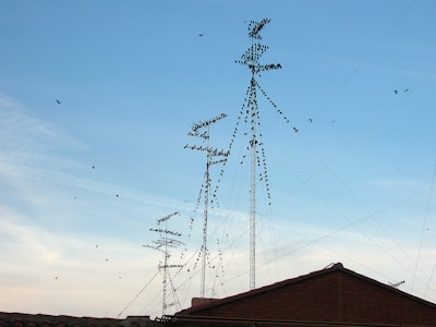 Several telecommunications antennas are mounted on rooftops, with numerous birds perched on the metal structures. The sky is clear with a light blue hue, and a few birds are flying nearby.