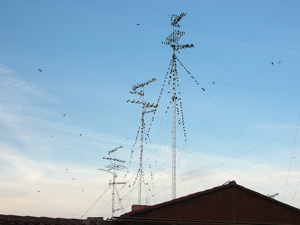 Several telecommunications antennas are mounted on rooftops, with numerous birds perched on the metal structures. The sky is clear with a light blue hue, and a few birds are flying nearby.