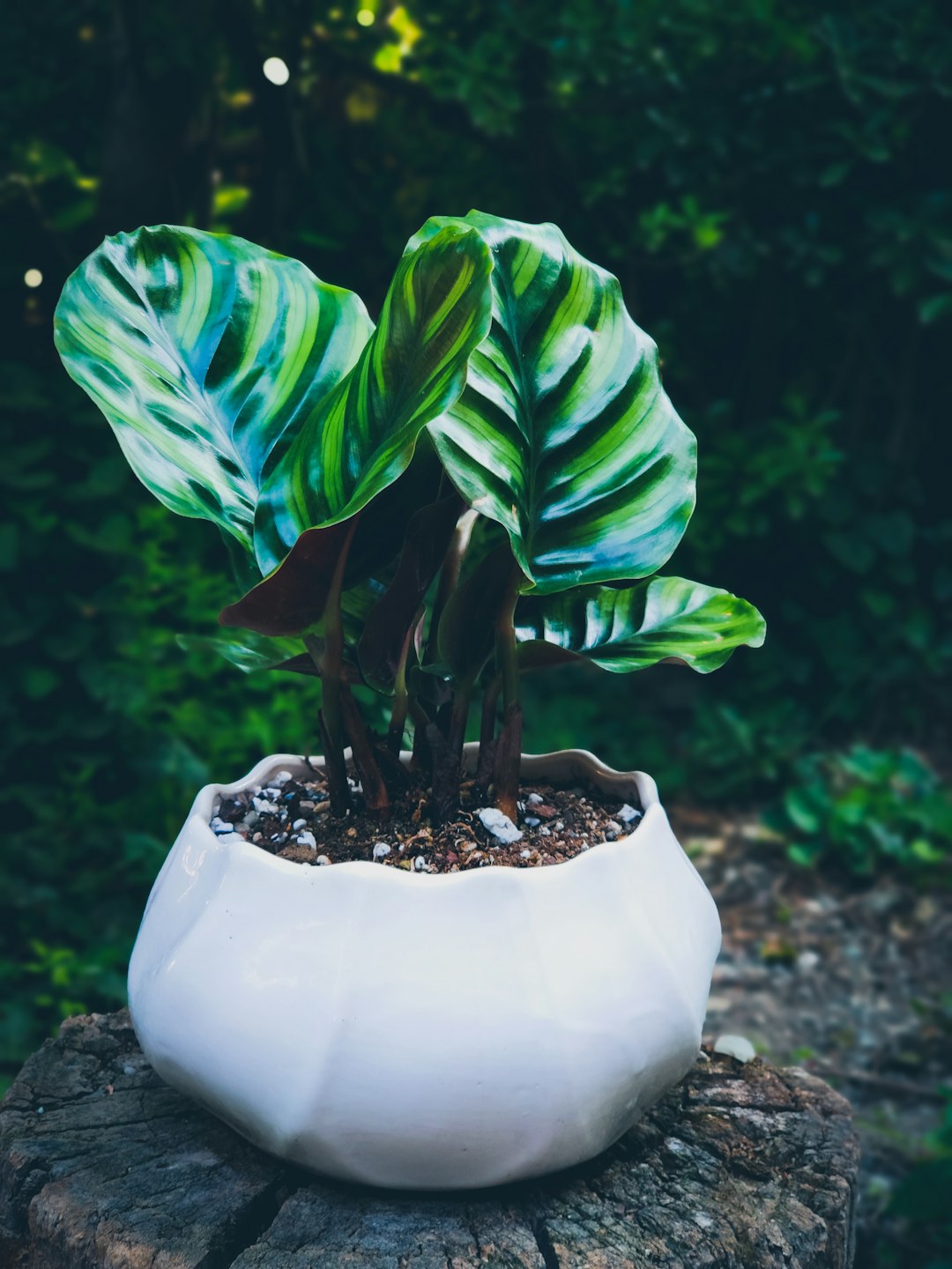 green plant in white ceramic pot