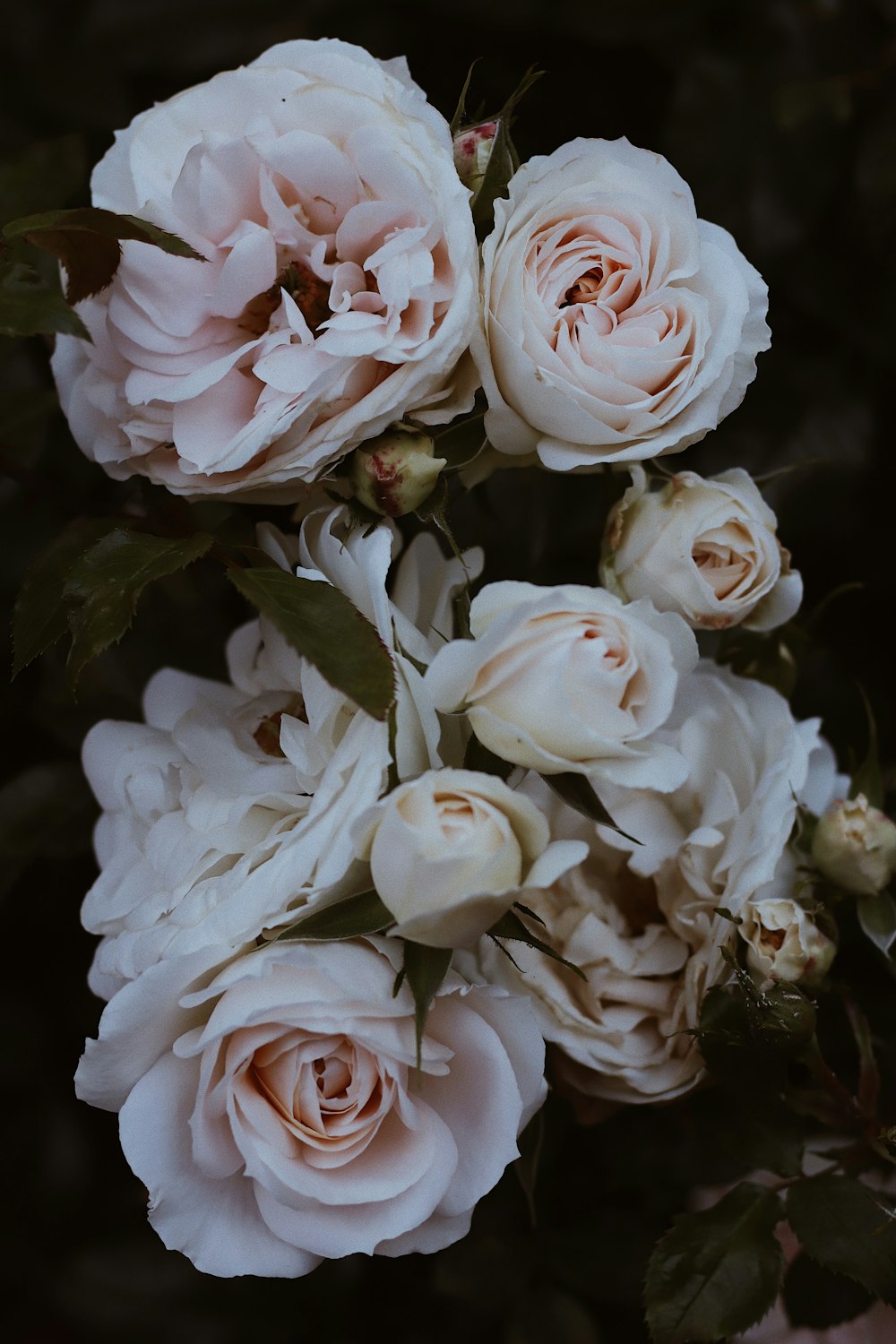 white roses in close up photography