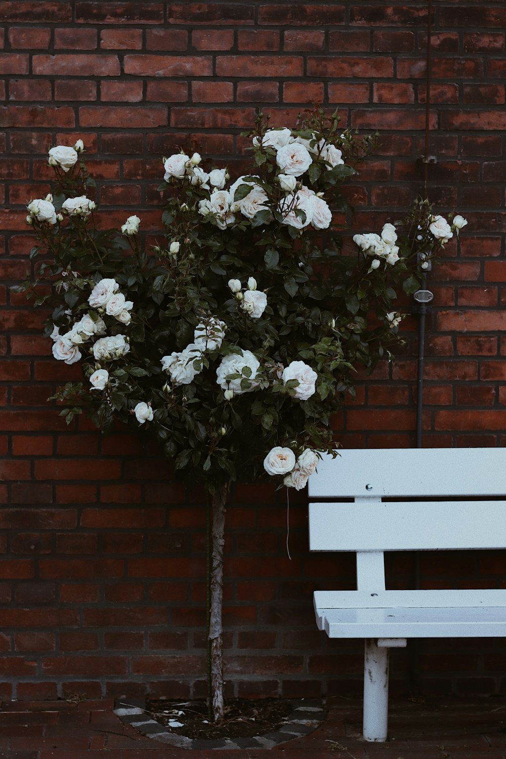 white flowers on brown wooden bench