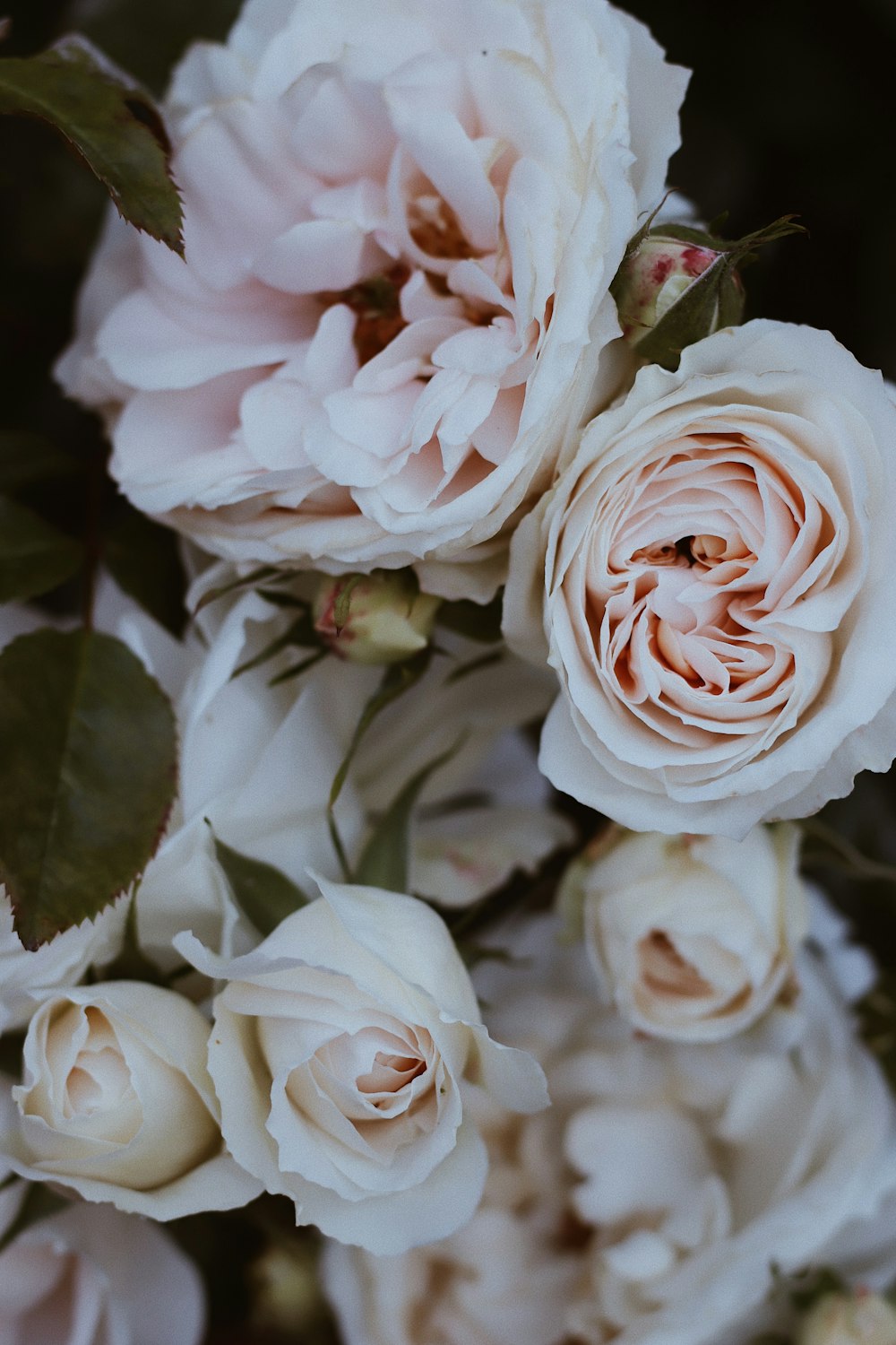 white roses in close up photography