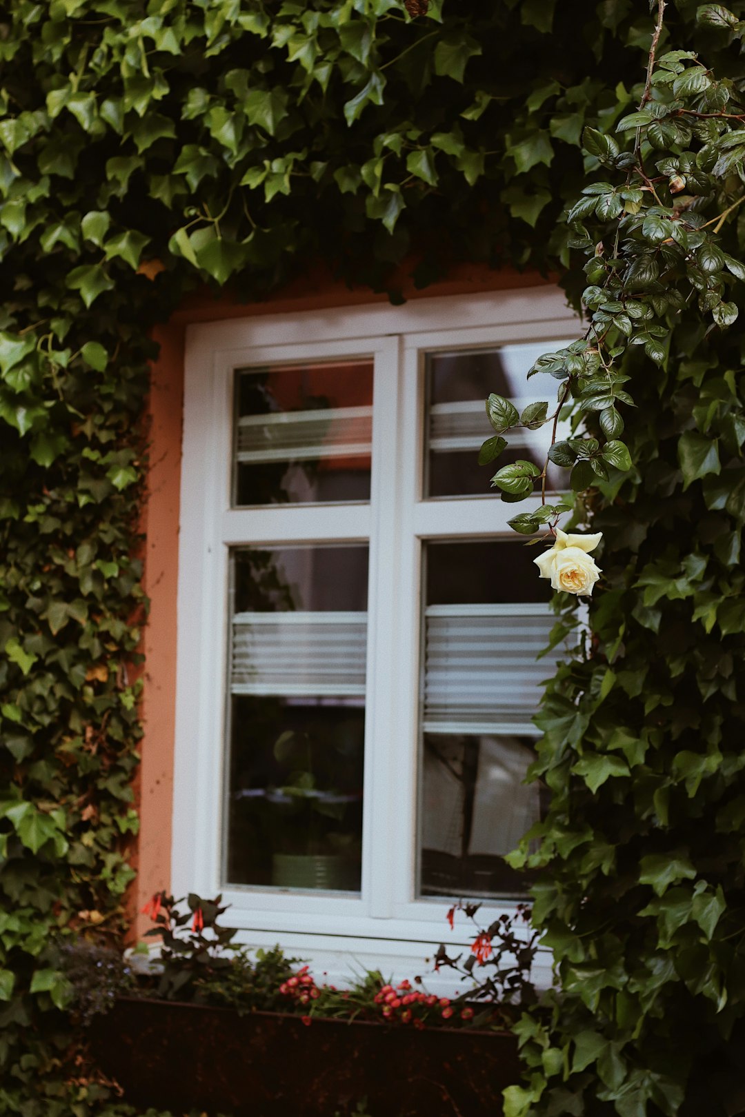 white flower on white window