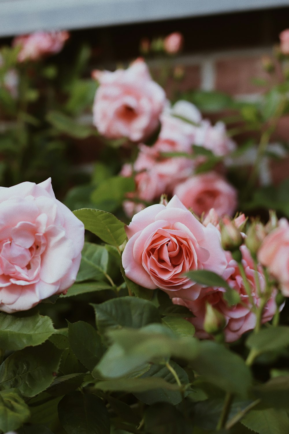 pink roses in close up photography