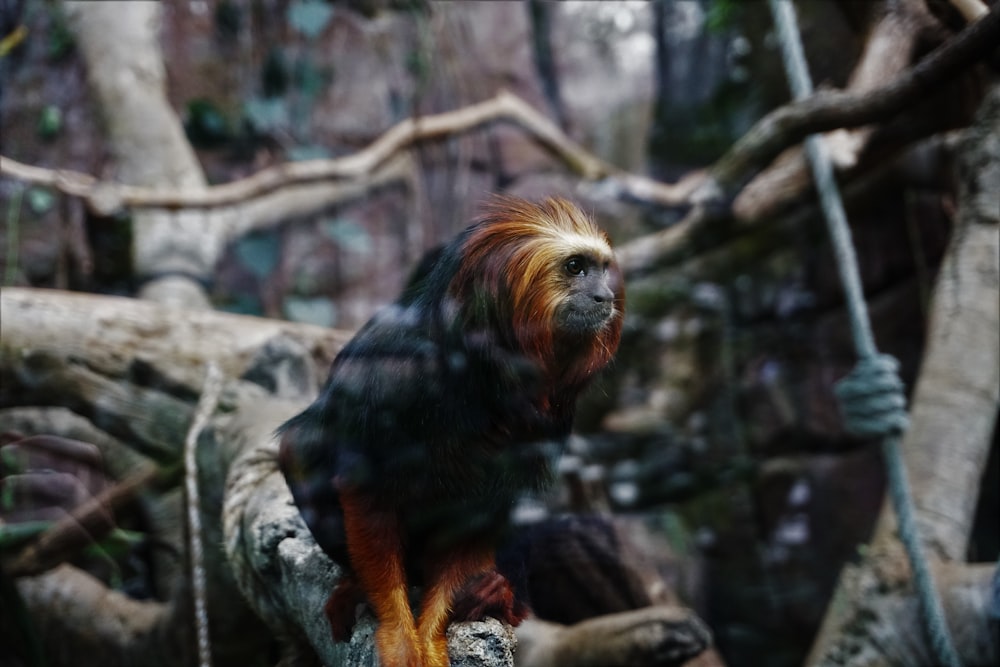 black and brown monkey on tree branch during daytime