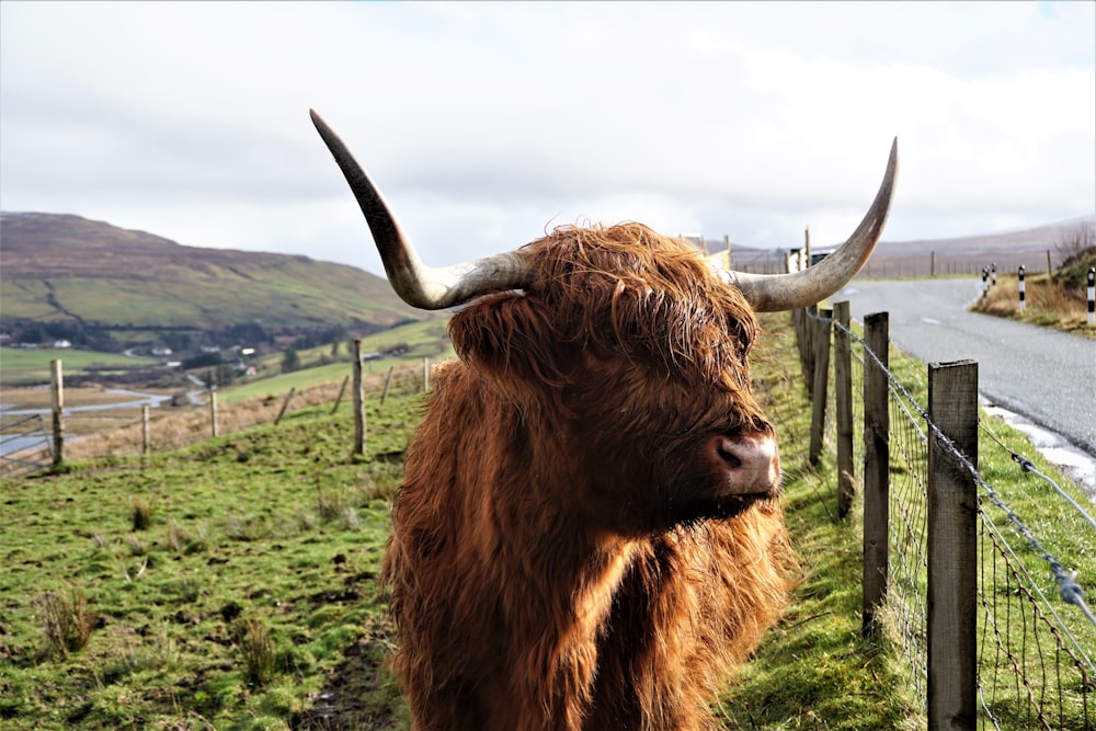 brown yak on green grass field under white cloudy sky during daytime