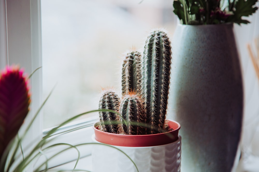 green cactus plant in brown pot