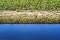 A serene landscape featuring a calm blue water body in the foreground, bordered by a strip of bare earth and dry grass. Beyond this, rows of young green plants are neatly arranged, suggesting an agricultural setting. The scene is symmetrical and peaceful.