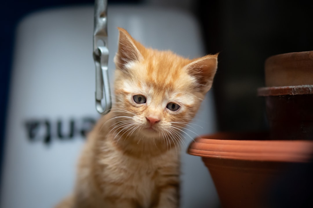 orange tabby cat on brown ceramic bowl