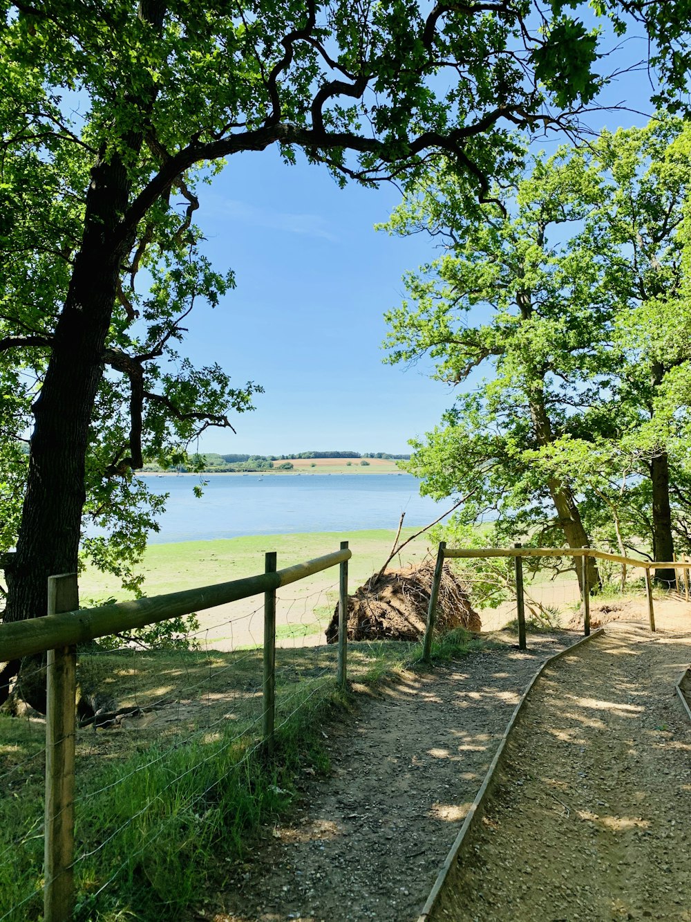 green tree near body of water during daytime