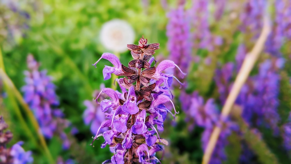 purple flower in tilt shift lens