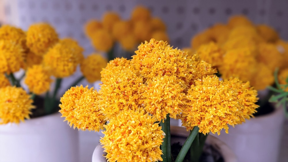 yellow cluster flowers in close up photography