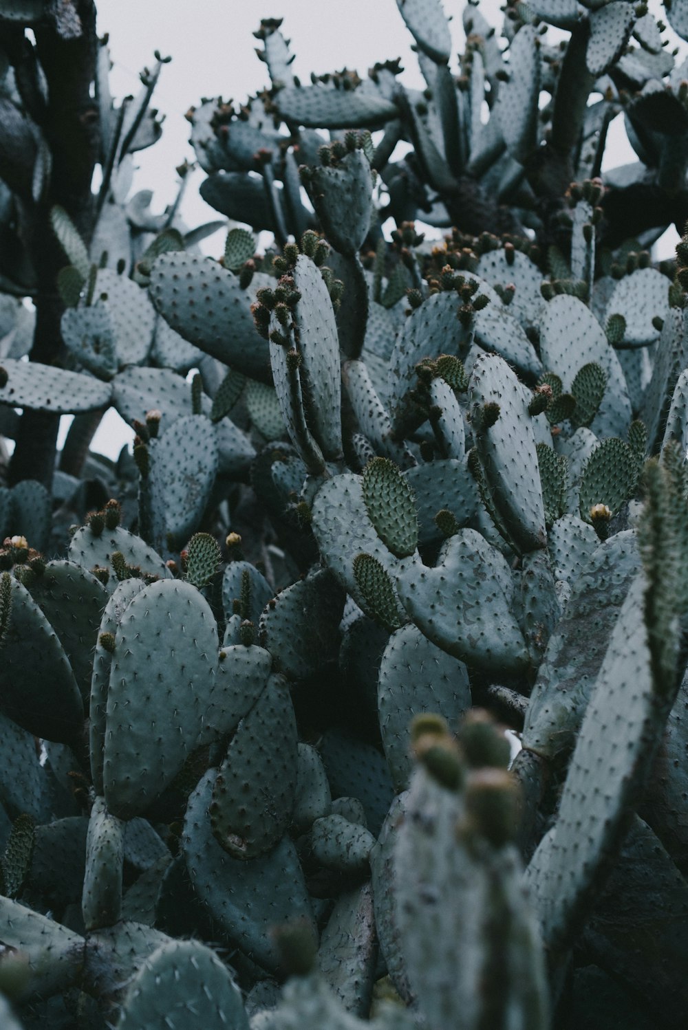 plante de cactus vert pendant la journée