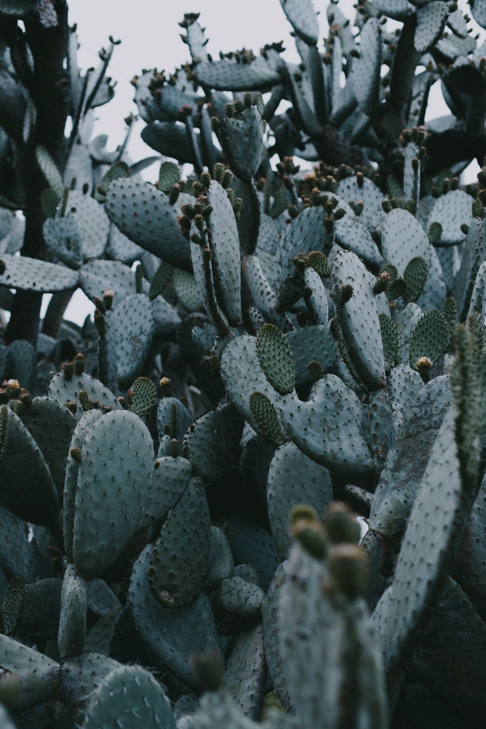 green cactus plant during daytime