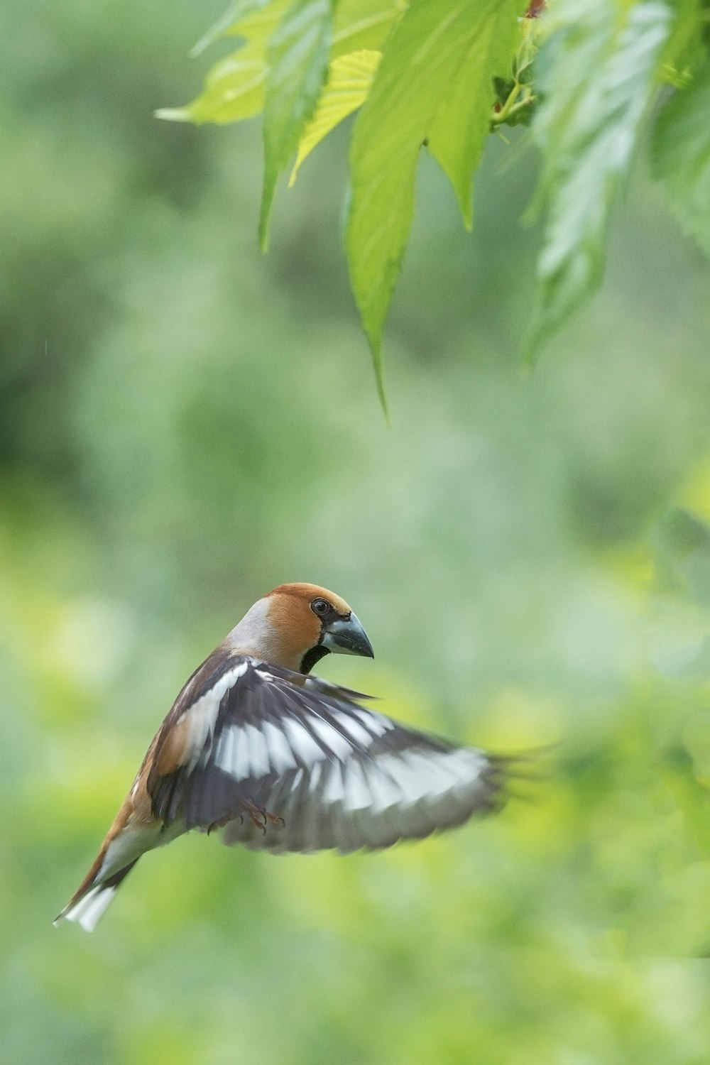 brown and white bird flying