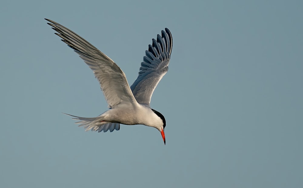 Un uccello bianco e nero che vola nel cielo