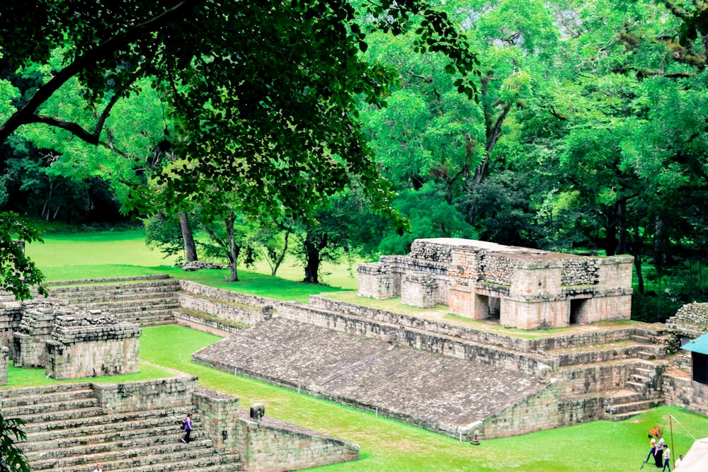 campo di erba verde con alberi verdi