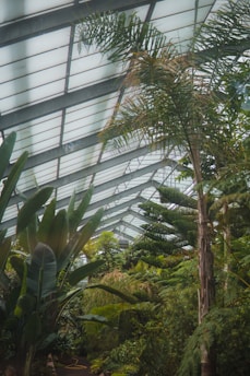 A lush conservatory with a variety of tropical plants and palm trees reaching towards a glass ceiling. The space is filled with vibrant greenery, creating an enclosed oasis of dense foliage.
