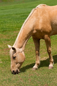 brown horse eating grass during daytime
