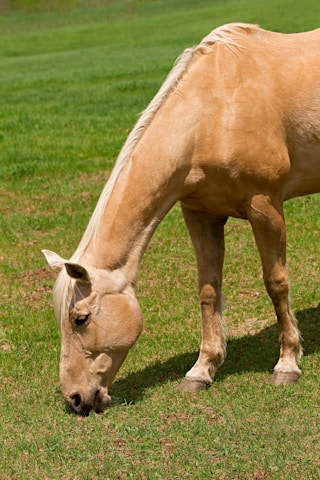 brown horse eating grass during daytime