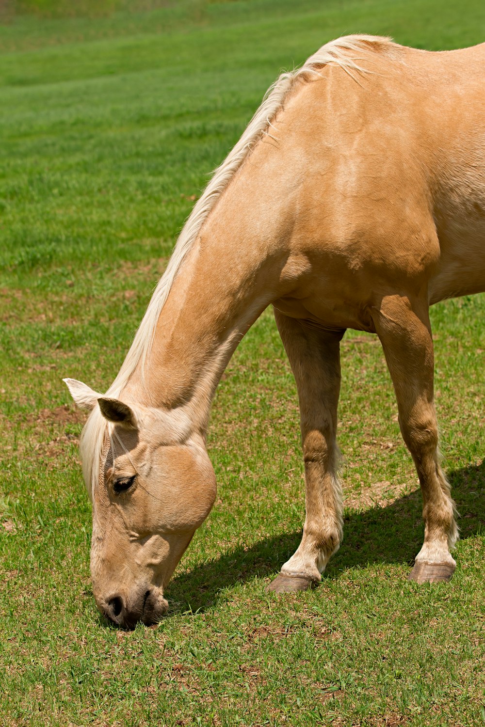 brown horse eating grass during daytime