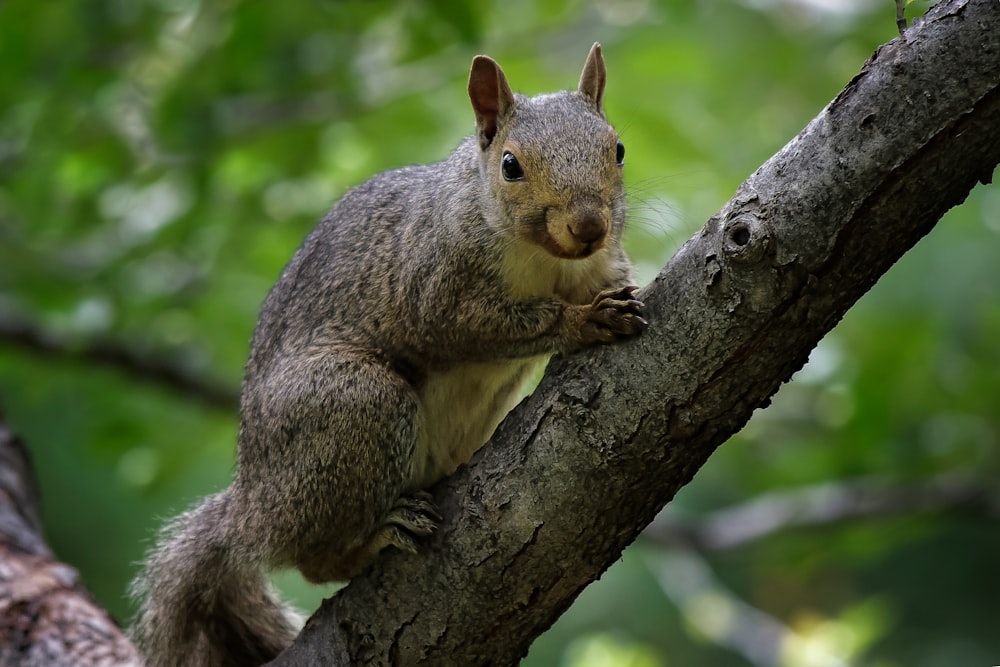 gray squirrel on brown tree branch during daytime