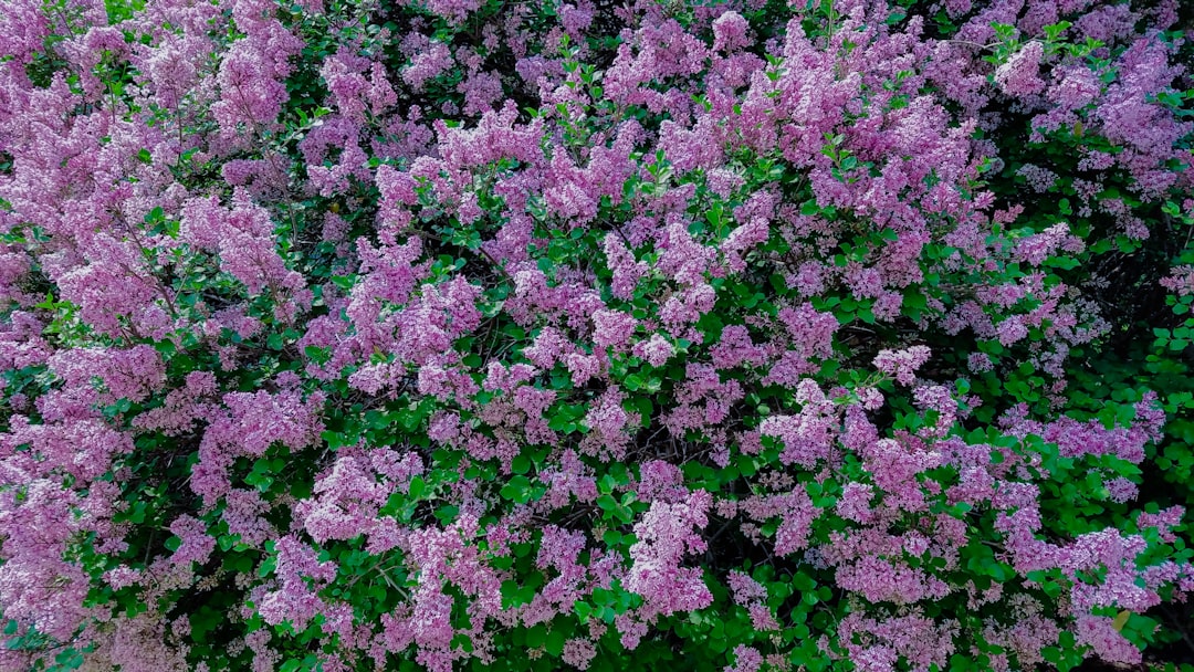 purple flowers with green leaves, @myfunkypixel<p></figure>