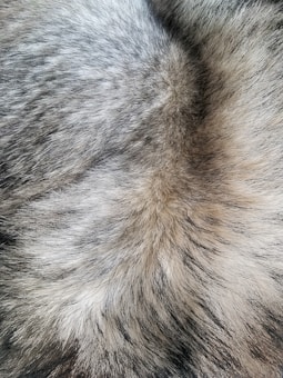 A close-up view of thick, dense fur with a mix of gray, black, and white shades, showcasing a natural, fluffy texture.