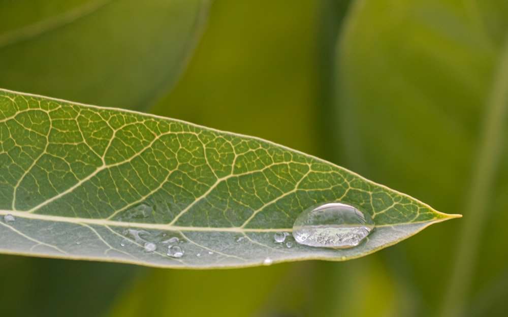 water drop on green leaf