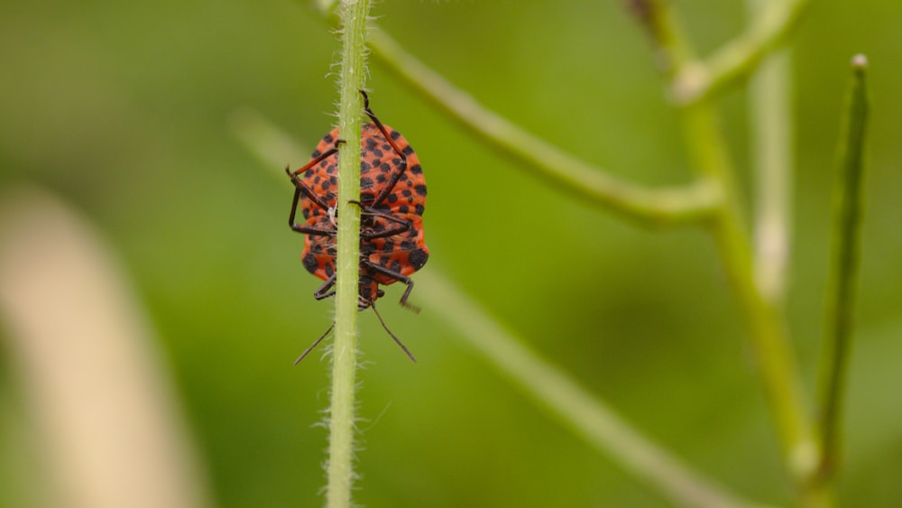 red and black ladybug on green plant stem