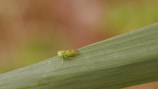 A small green insect is perched on a long, narrow leaf. The insect has a distinct pale green coloration, blending well with the leaf it sits on. The background is softly blurred, creating a natural setting with earthy tones.