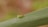 A small green insect is perched on a long, narrow leaf. The insect has a distinct pale green coloration, blending well with the leaf it sits on. The background is softly blurred, creating a natural setting with earthy tones.