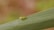A small green insect is perched on a long, narrow leaf. The insect has a distinct pale green coloration, blending well with the leaf it sits on. The background is softly blurred, creating a natural setting with earthy tones.