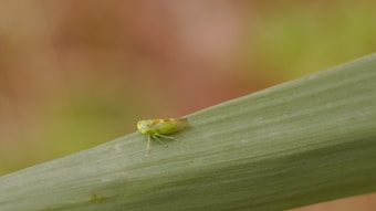 A small green insect is perched on a long, narrow leaf. The insect has a distinct pale green coloration, blending well with the leaf it sits on. The background is softly blurred, creating a natural setting with earthy tones.