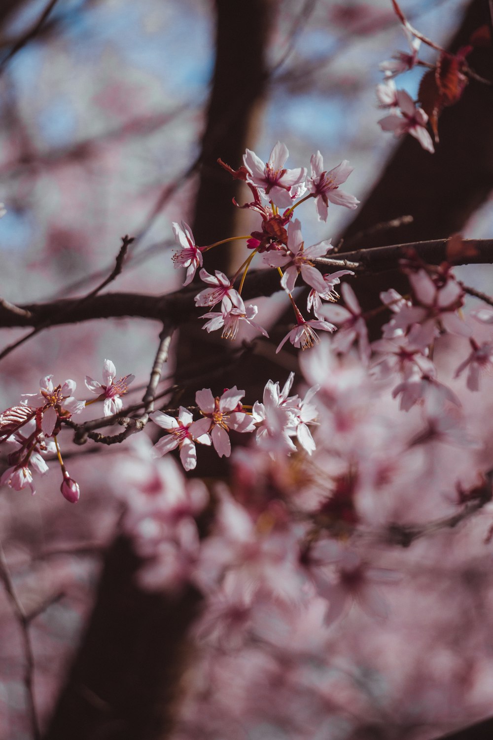 pink cherry blossom in close up photography