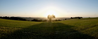 A serene landscape with soft natural light highlighting a lone tree at sunset.