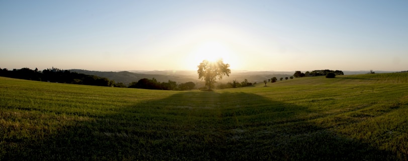 A serene landscape with soft natural light highlighting a lone tree at sunset.