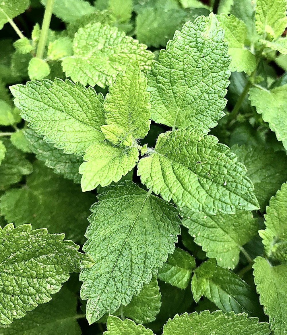 Image of Close-Up Green Plant For Background, Green Mint Texture Or Mint  Background. Green Leaves Form A Natural Shape. Fresh Raw Mint Leaves. Mint  Leaves From The Garden.-PF444413-Picxy