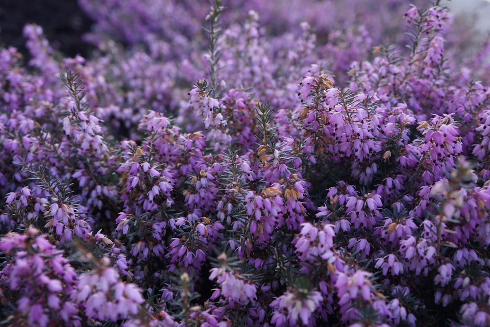 purple flowers in tilt shift lens