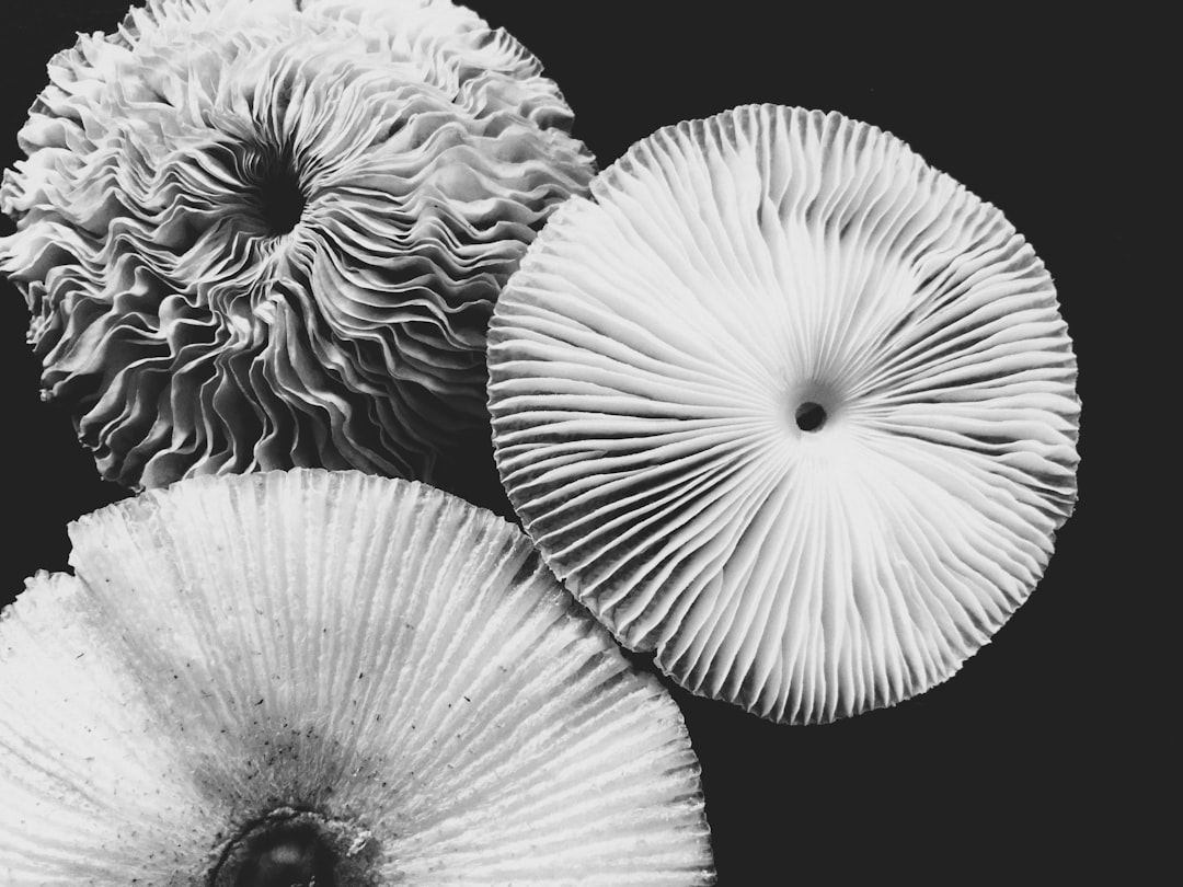 mushrooms omelette, mushroom, white and brown round flower
