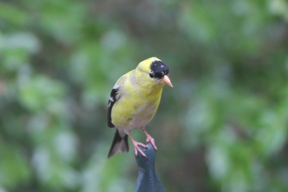 yellow and black bird on tree branch