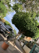 A well-maintained urban street lined with green trees, including a noticeably large and trimmed tree in the foreground. Cars are parked on the street, and there is a potted plant placed on the sidewalk. Residential buildings with fences are visible on the right side, under a partly cloudy blue sky.