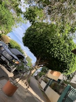 Healthy, vibrant trees lining a peaceful neighborhood street after maintenance.