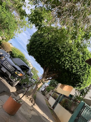 Healthy, vibrant trees lining a peaceful neighborhood street after maintenance.