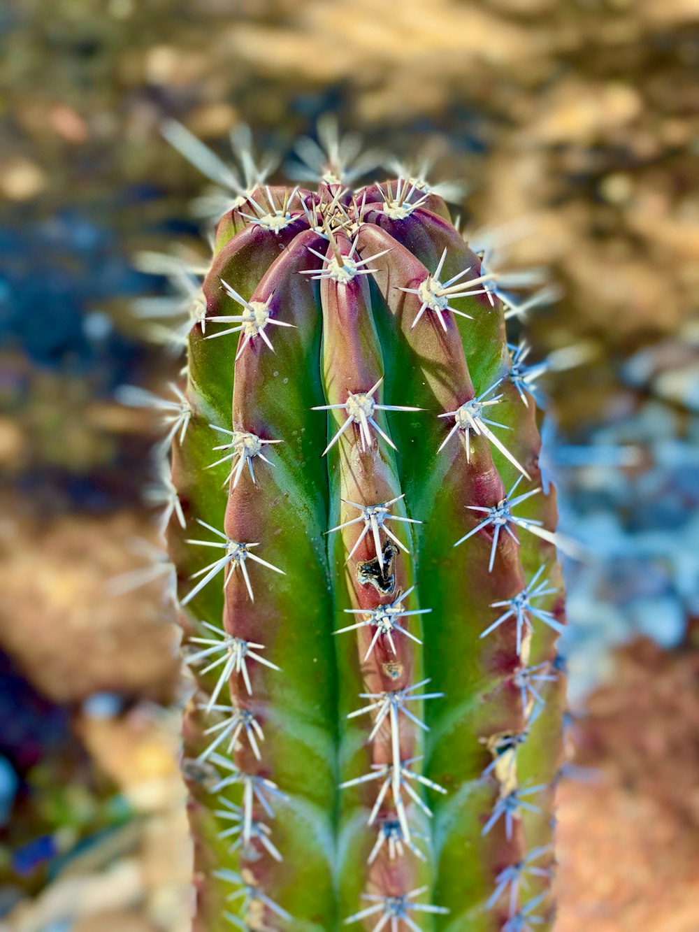 green cactus in close up photography