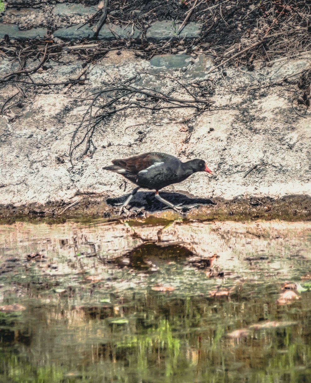 pájaro negro y rojo sobre suelo marrón