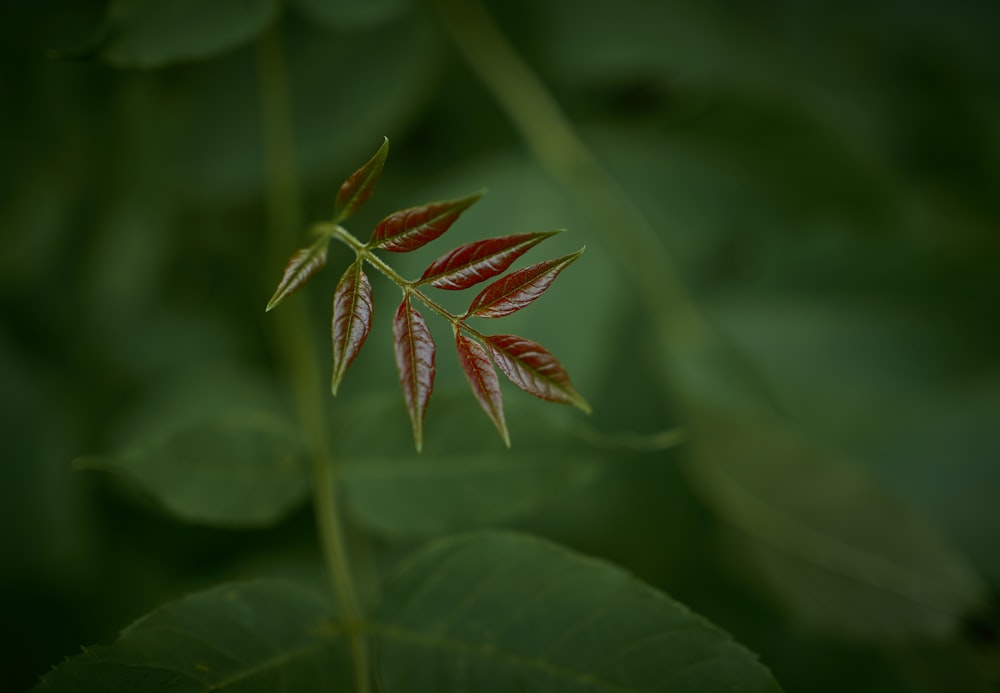 planta marrom e verde na fotografia de perto